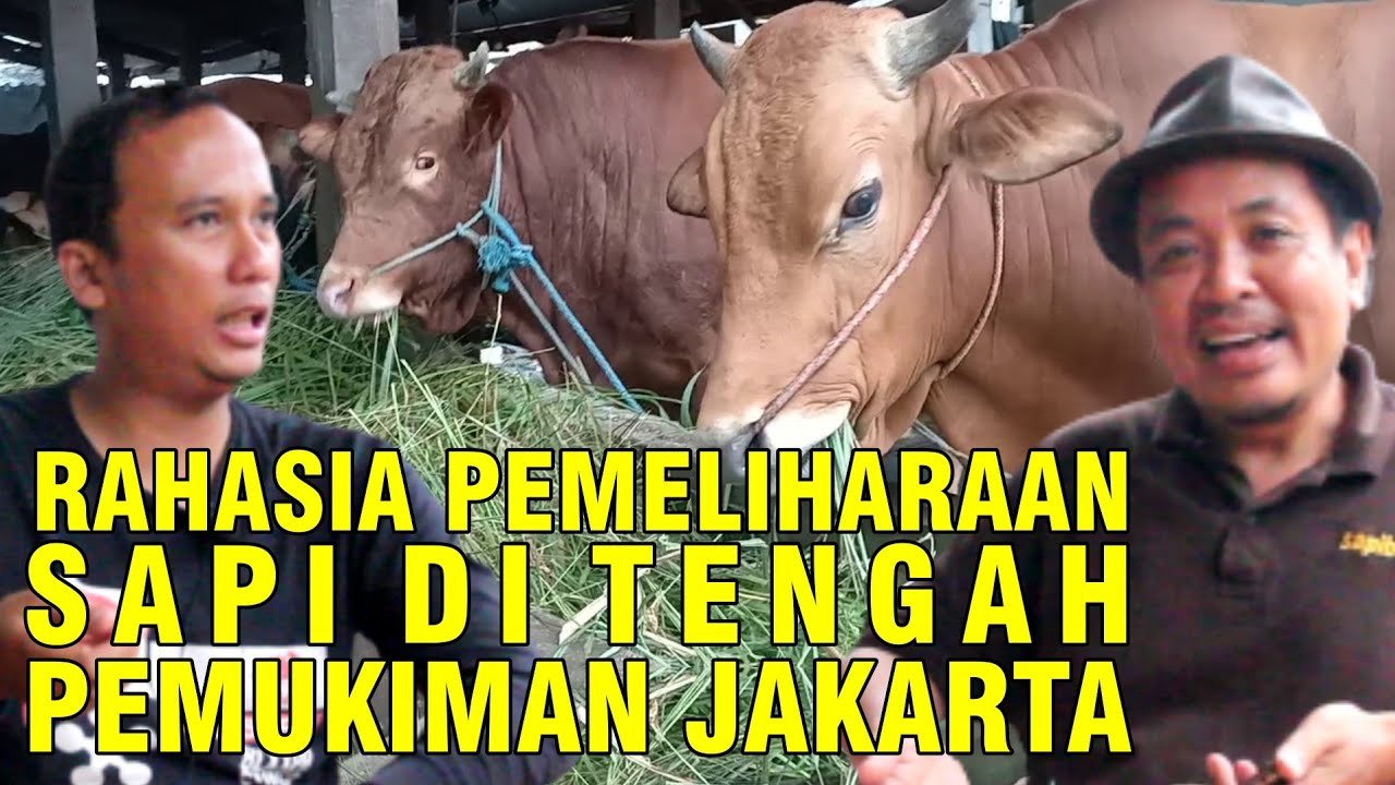 
                                 Memelihara-Sapi-Pondok-Ranggon-Kandang-Berkah-3-Saudara
